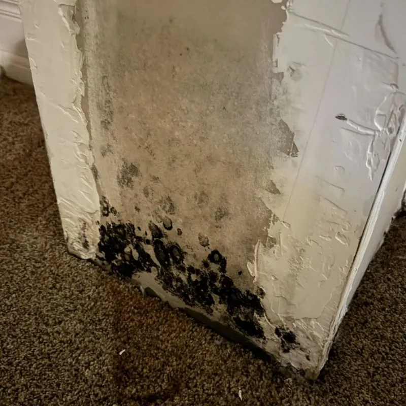 Professional Mold Removal in Hollins, VA